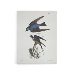 "Artery8 James De Kay White Bellied & Barn Swallow Canvas Wall Art Print - Size: W12"" x H16""" - thumbnail 1