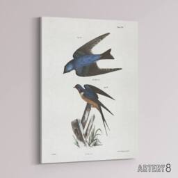 "Artery8 James De Kay White Bellied & Barn Swallow Canvas Wall Art Print - Size: W12"" x H16""" - thumbnail 2