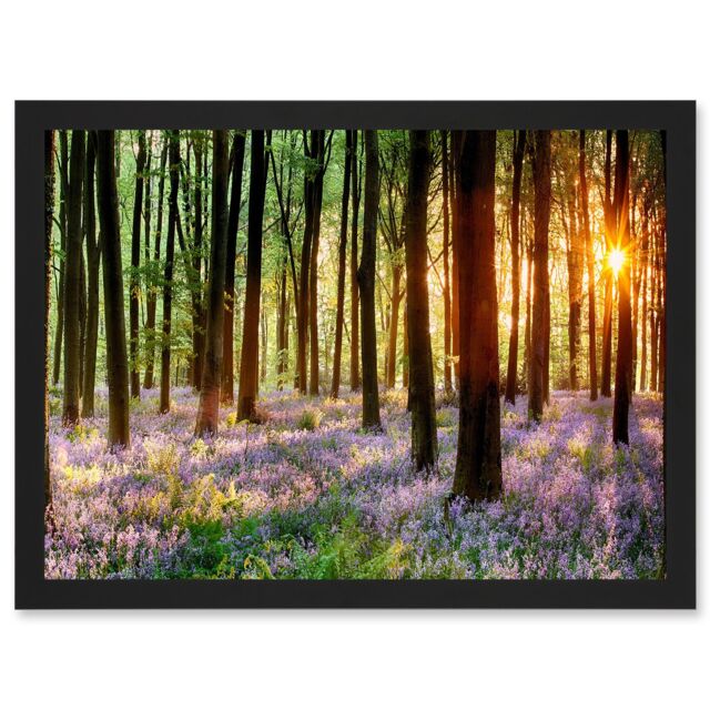 Artery8 Bluebell Wood Sunrise Trees Photo A4 Artwork Framed Wall Art Print in Black - image 1