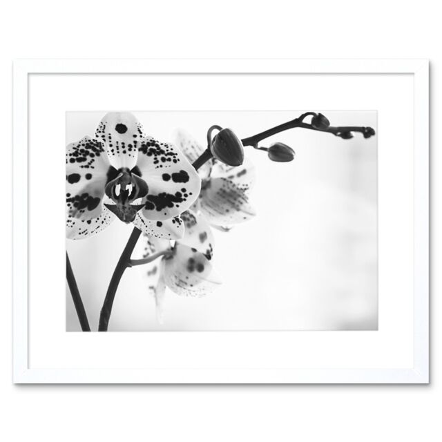 "Artery8 Wall Art Print Spotted Orchid Photograph Art Framed 9x7 inch in White - Size: W7"" x H9""" - image 1