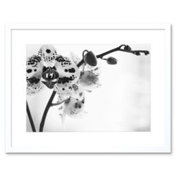 "Artery8 Wall Art Print Spotted Orchid Photograph Art Framed 9x7 inch in White - Size: W7"" x H9""" - thumbnail 1