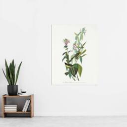 "Artery8 Green Black Capped Flycatcher Audubon Nature Wall Art Print Poster in White - Size: W24"" x H32""" - thumbnail 4