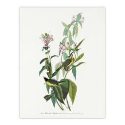 "Artery8 Green Black Capped Flycatcher Audubon Nature Wall Art Print Poster in White - Size: W24"" x H32""" - thumbnail 1