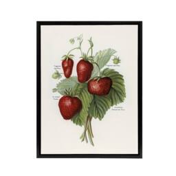 "Artery8 Vintage Fruit Illustration of Strawberries Wright Framed Canvas Art in White - Size: W24"" x H32""" - thumbnail 1