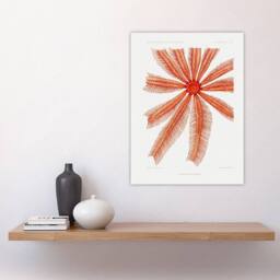 "Artery8 Brisingida Starfish Marine Life Albert I Wall Art Poster Print in White - Size: W12"" x H16""" - thumbnail 4
