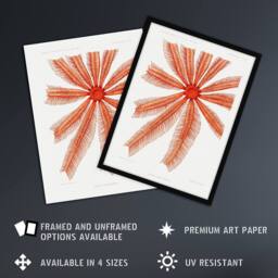 "Artery8 Brisingida Starfish Marine Life Albert I Wall Art Poster Print in White - Size: W12"" x H16""" - thumbnail 2