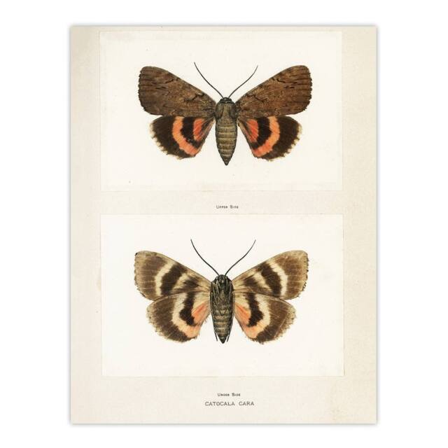 "Artery8 Darling Underwing Moth Illustration Denton Wall Art Poster Print in White - Size: W18"" x H24""" - image 1