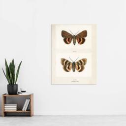 "Artery8 Darling Underwing Moth Illustration Denton Wall Art Poster Print in White - Size: W18"" x H24""" - thumbnail 4