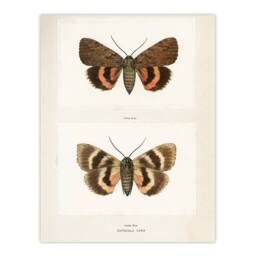 "Artery8 Darling Underwing Moth Illustration Denton Wall Art Poster Print in White - Size: W18"" x H24""" - thumbnail 1
