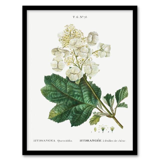 Artery8 Pierre Joseph Redoute Framed Wall Art Print Oakleaf Hydrangea Flowers in White - Size: A4 - image 1
