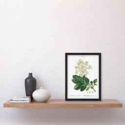 Artery8 Pierre Joseph Redoute Framed Wall Art Print Oakleaf Hydrangea Flowers in White - Size: A4 - thumbnail 2
