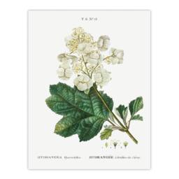 Artery8 Pierre Joseph Redoute Framed Wall Art Print Oakleaf Hydrangea Flowers in White - Size: A4 - thumbnail 3