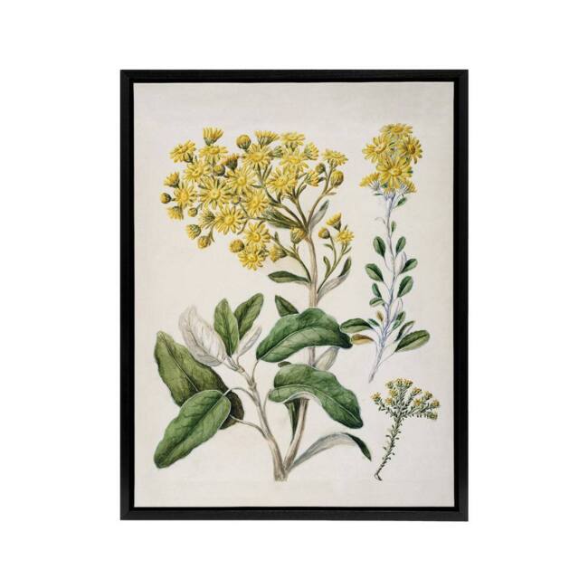 "Artery8 New Zealand Brachyglottis Daisy Flowers Featon Framed Canvas Wall Art in Beige - Size: W12"" x H16""" - image 1