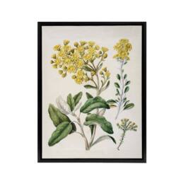 "Artery8 New Zealand Brachyglottis Daisy Flowers Featon Framed Canvas Wall Art in Beige - Size: W12"" x H16""" - thumbnail 1