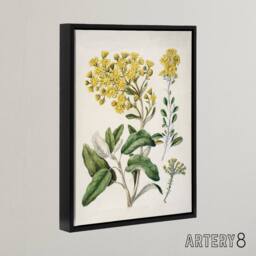 "Artery8 New Zealand Brachyglottis Daisy Flowers Featon Framed Canvas Wall Art in Beige - Size: W12"" x H16""" - thumbnail 2