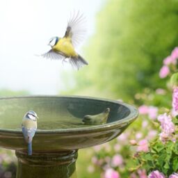 Primrose Glazed Ceramic Pedestal Outdoor Garden Bird Bath in Green - thumbnail 2