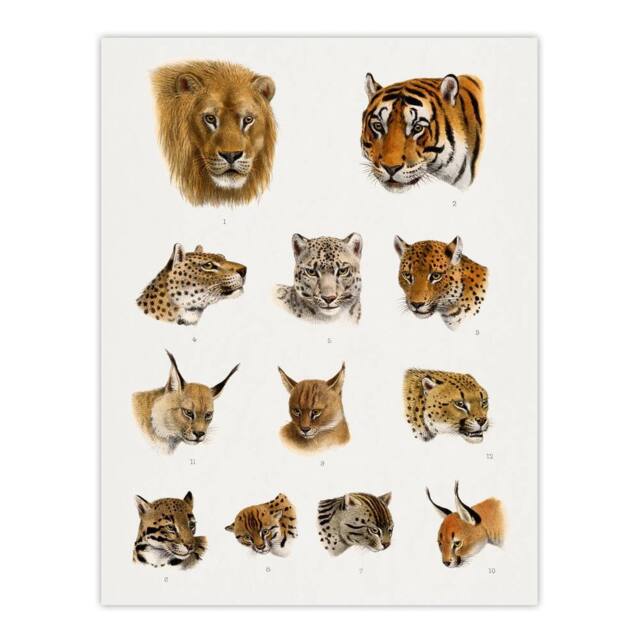 "Artery8 Wild Animal Safari Big Cats Illustration Lydekker Wall Art Poster in White - Size: W18"" x H24""" - image 1