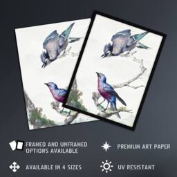 Artery8 Blue Jay & a Purple Breasted Cotinga Schouman Framed Wall Art Print in White - Size: A4 - thumbnail 2