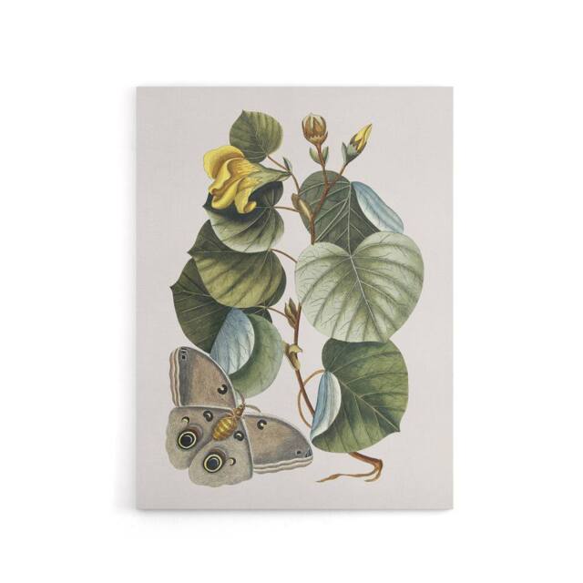 "Artery8 Ketmia Hibiscus Flower & Butterfly Catesby Canvas Wall Art - Size: W18"" x H24""" - image 1