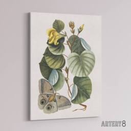 "Artery8 Ketmia Hibiscus Flower & Butterfly Catesby Canvas Wall Art - Size: W18"" x H24""" - thumbnail 2