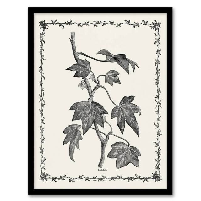 "Artery8 Vintage Botanical Pustulata Leaves Hibberd Framed Wall Art Print in White - Size: W12"" x H16""" - image 1