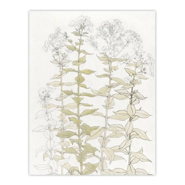 "Artery8 Phlox Colour Sketch of Flowers Vintage Wall Art Print Graag in White - Size: W12"" x H16""" - image 1