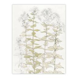 "Artery8 Phlox Colour Sketch of Flowers Vintage Wall Art Print Graag in White - Size: W12"" x H16""" - thumbnail 1