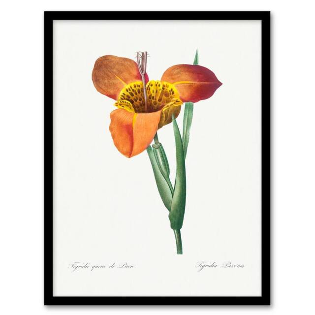 Artery8 Redoute Framed Wall Art Tiger Flower Vintage Botanical Illustration in White - Size: A4 - image 1