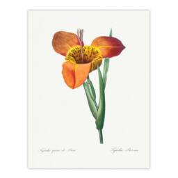 Artery8 Redoute Framed Wall Art Tiger Flower Vintage Botanical Illustration in White - Size: A4 - thumbnail 3