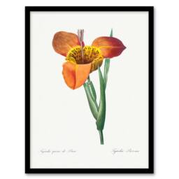 Artery8 Redoute Framed Wall Art Tiger Flower Vintage Botanical Illustration in White - Size: A4 - thumbnail 1