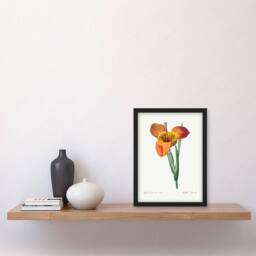 Artery8 Redoute Framed Wall Art Tiger Flower Vintage Botanical Illustration in White - Size: A4 - thumbnail 2