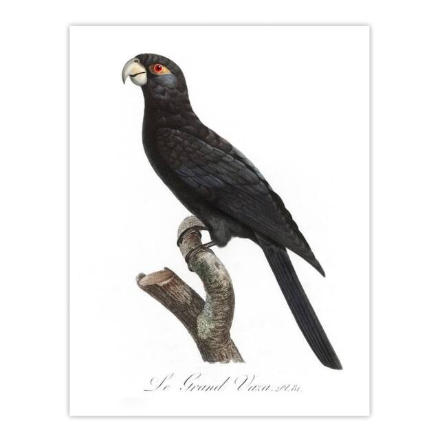 "Artery8 The Greater Vasa Parrot Francois Levaillant Wall Art Poster Print in White - Size: W24"" x H32""" - image 1