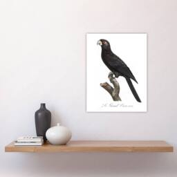 "Artery8 The Greater Vasa Parrot Francois Levaillant Wall Art Poster Print in White - Size: W24"" x H32""" - thumbnail 4