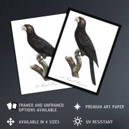 "Artery8 The Greater Vasa Parrot Francois Levaillant Wall Art Poster Print in White - Size: W24"" x H32""" - thumbnail 2