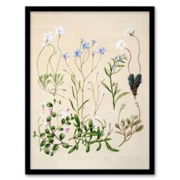 Artery8 Sarah Featon Framed Wall Art Print New Zealand Perennial Wild Flowers in Beige - Size: A4 - thumbnail 1
