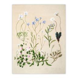 Artery8 Sarah Featon Framed Wall Art Print New Zealand Perennial Wild Flowers in Beige - Size: A4 - thumbnail 3