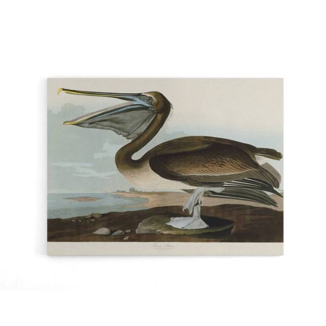 "Artery8 Audubon Birds Brown Pelican Painting Canvas Wall Art Print - Size: W18"" x H24""" - image 1