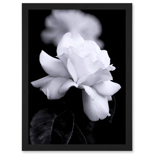 Artery8 Nature Black White Rose Petal Flower A4 Artwork Framed Wall Art Print - image 1