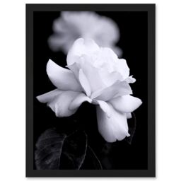Artery8 Nature Black White Rose Petal Flower A4 Artwork Framed Wall Art Print - thumbnail 1