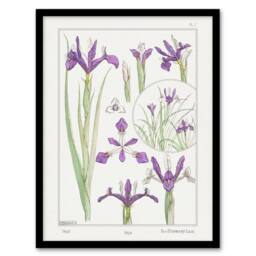 Artery8 Purple Iris Flower Vintage Floral Framed Wall Art Print Verneuil in White - Size: A4 - thumbnail 1