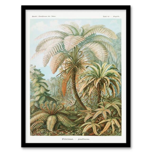 Artery8 Ernst Haeckel Framed Wall Art Tropical Nature Filicinae Fern Plants in Green - Size: A4 - image 1