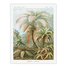 Artery8 Ernst Haeckel Framed Wall Art Tropical Nature Filicinae Fern Plants in Green - Size: A4 - thumbnail 3