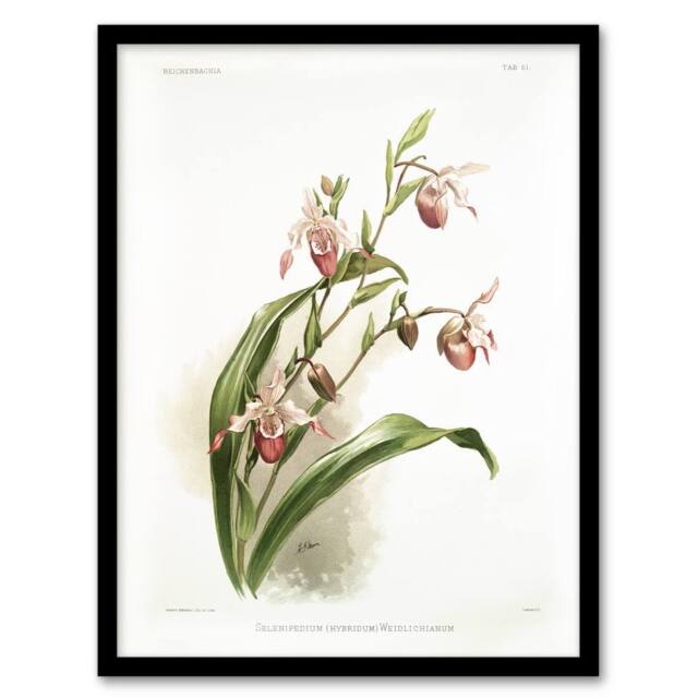 "Artery8 Frederick Sander Selenipedium Weidlichianum Orchid Framed Art Print - Size: W12"" x H16""" - image 1