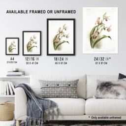 "Artery8 Frederick Sander Selenipedium Weidlichianum Orchid Framed Art Print - Size: W12"" x H16""" - thumbnail 3