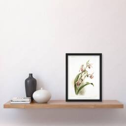 "Artery8 Frederick Sander Selenipedium Weidlichianum Orchid Framed Art Print - Size: W12"" x H16""" - thumbnail 4