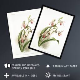 "Artery8 Frederick Sander Selenipedium Weidlichianum Orchid Framed Art Print - Size: W12"" x H16""" - thumbnail 2