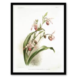 "Artery8 Frederick Sander Selenipedium Weidlichianum Orchid Framed Art Print - Size: W12"" x H16""" - thumbnail 1