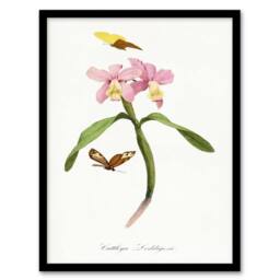 Artery8 Paul Gervais Cattleya Orchids & Butterflies Framed Wall Art Print in White - Size: A4 - thumbnail 1