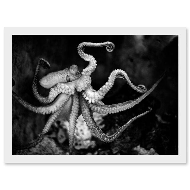 Artery8 Animal Photo Aquatic Marine Octopus Black White Artwork Framed Wall Art Print A4 - image 1