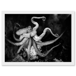 Artery8 Animal Photo Aquatic Marine Octopus Black White Artwork Framed Wall Art Print A4 - thumbnail 1